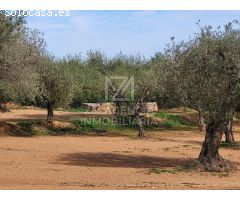 Finca rustica en Venta en Traiguera, Castellón