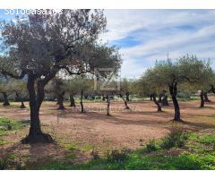 Finca rustica en Venta en Traiguera, Castellón