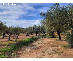 Finca rustica en Venta en Traiguera, Castellón