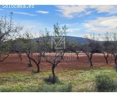Finca rustica en Venta en Traiguera, Castellón