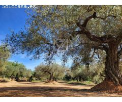 Finca rustica en Venta en Traiguera, Castellón