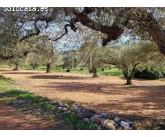 Finca rustica en Venta en Traiguera, Castellón