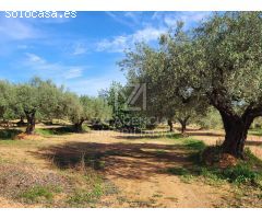 Finca rustica en Venta en Traiguera, Castellón