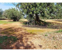 Finca rustica en Venta en Traiguera, Castellón