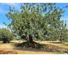 Finca rustica en Venta en Traiguera, Castellón