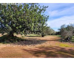 Finca rustica en Venta en Traiguera, Castellón