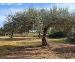 Finca rustica en Venta en Traiguera, Castellón
