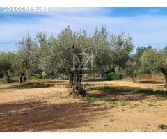 Finca rustica en Venta en Traiguera, Castellón
