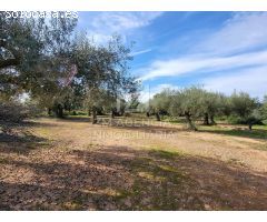 Finca rustica en Venta en Traiguera, Castellón