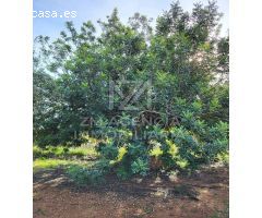 Finca rustica en Venta en Traiguera, Castellón