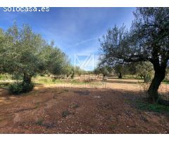 Finca rustica en Venta en Traiguera, Castellón