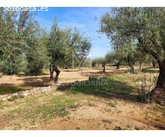 Finca rustica en Venta en Traiguera, Castellón