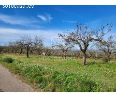 Finca rustica en Venta en Traiguera, Castellón