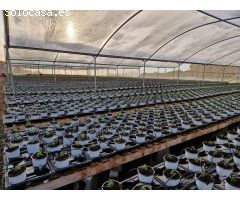 Parcela en Venta en Sant Cebrià de Vallalta, Barcelona