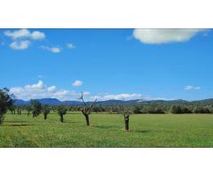 Terreno de 20.200 m² para construir un chalet con piscina en Campos