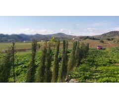 Finca rustica en Venta en Almogía, Málaga