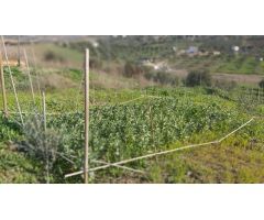 Finca rustica en Venta en Almogía, Málaga