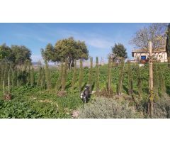 Finca rustica en Venta en Almogía, Málaga