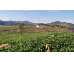 Finca rustica en Venta en Almogía, Málaga