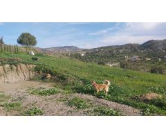 Finca rustica en Venta en Almogía, Málaga