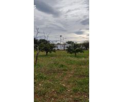Finca rustica en Venta en Benicarló, Castellón