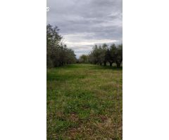 Finca rustica en Venta en Benicarló, Castellón