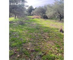 Finca rustica en Venta en Benicarló, Castellón