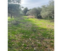 Finca rustica en Venta en Benicarló, Castellón