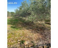 Finca rustica en Venta en Benicarló, Castellón