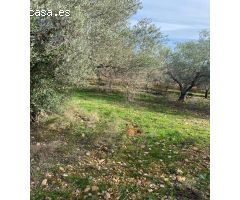 Finca rustica en Venta en Benicarló, Castellón