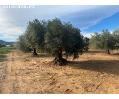 Finca rustica en Venta en Benicarló, Castellón