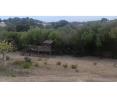 Terreno  rústico en Montuïri ideal para el cultivo de viñas, cereales o crear tu propio huerto