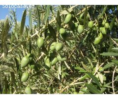 Finca rustica en Venta en Morón de la Frontera, Sevilla