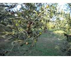 Finca rustica en Venta en Morón de la Frontera, Sevilla