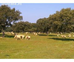 Finca rustica en Venta en Huelva, Huelva