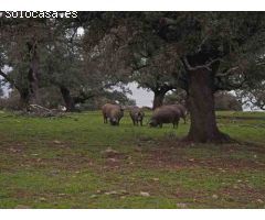 Finca rustica en Venta en Badajoz, Badajoz