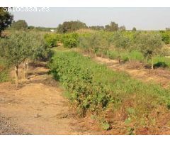 Finca rustica en Venta en Caracena del Valle, Huelva