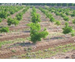 FINCA 11 Has DE NARANJOS