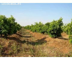 FINCA 11 Has DE NARANJOS