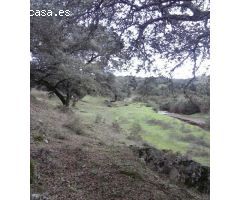 DEHESA 160 Has, GANADERA SIERRA DE HUELVA