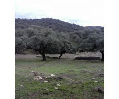 DEHESA 160 Has, GANADERA SIERRA DE HUELVA