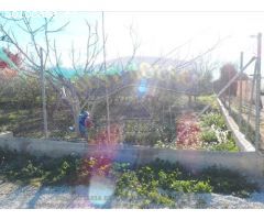 ++TERRENO AGRARIO, VALLADO, CON OLIVOS Y MELOCOTONEROS A 5 MINUTOS DE MOLINA DE SEGURA+