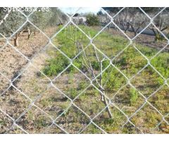 ++TERRENO AGRARIO, VALLADO, CON OLIVOS Y MELOCOTONEROS A 5 MINUTOS DE MOLINA DE SEGURA+