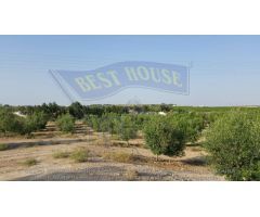 ++SE VENDEN PARCELAS DE 10.000M2 EN LAS TORRES DE COTILLAS++