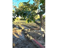 ++Dos terrenos con casa de aperos de 20 m² en Alguazas++
