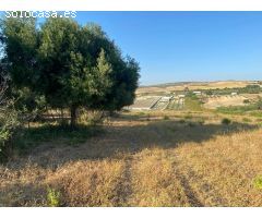 Venta Parcela Zona Ctra. Arcos - Algar