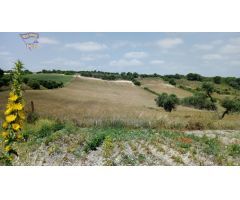 VENTA FINCA EN CARRETERA ALGAR