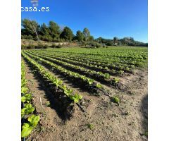 SE VENDE FINCA POR LA ZONA DEL DRAGO