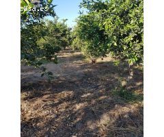 VENTA DE PARCELA CON ARBOLES FRUTALES