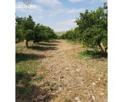 VENTA DE PARCELA CON ARBOLES FRUTALES